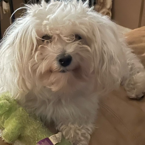 Meet your Posher, Posh - Picture 1 of 1